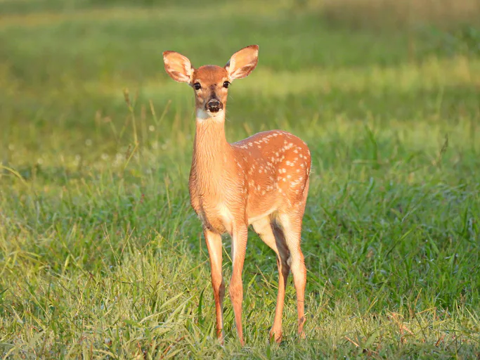 Florida white tailed deer